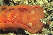 Mini-Pygmi rot