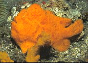 Angler rot