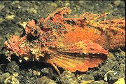 Devil rot komplett