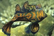 Doppelmandarin