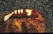 Emperorgarnele