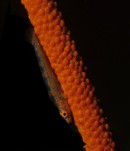 Peitschenkoralle