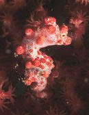 Pygmi rot