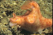 rosa Schnecke