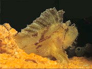 Schaukelfisch