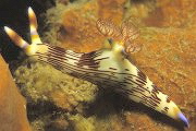 Schnecke