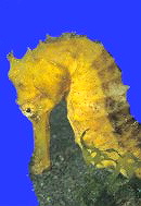 Seepferd Bonaire
