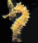 Seepferd Bonaire