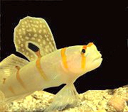 Segelflgrundel
