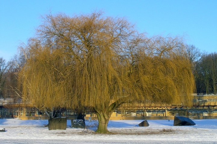 winter-am-wannsee0911